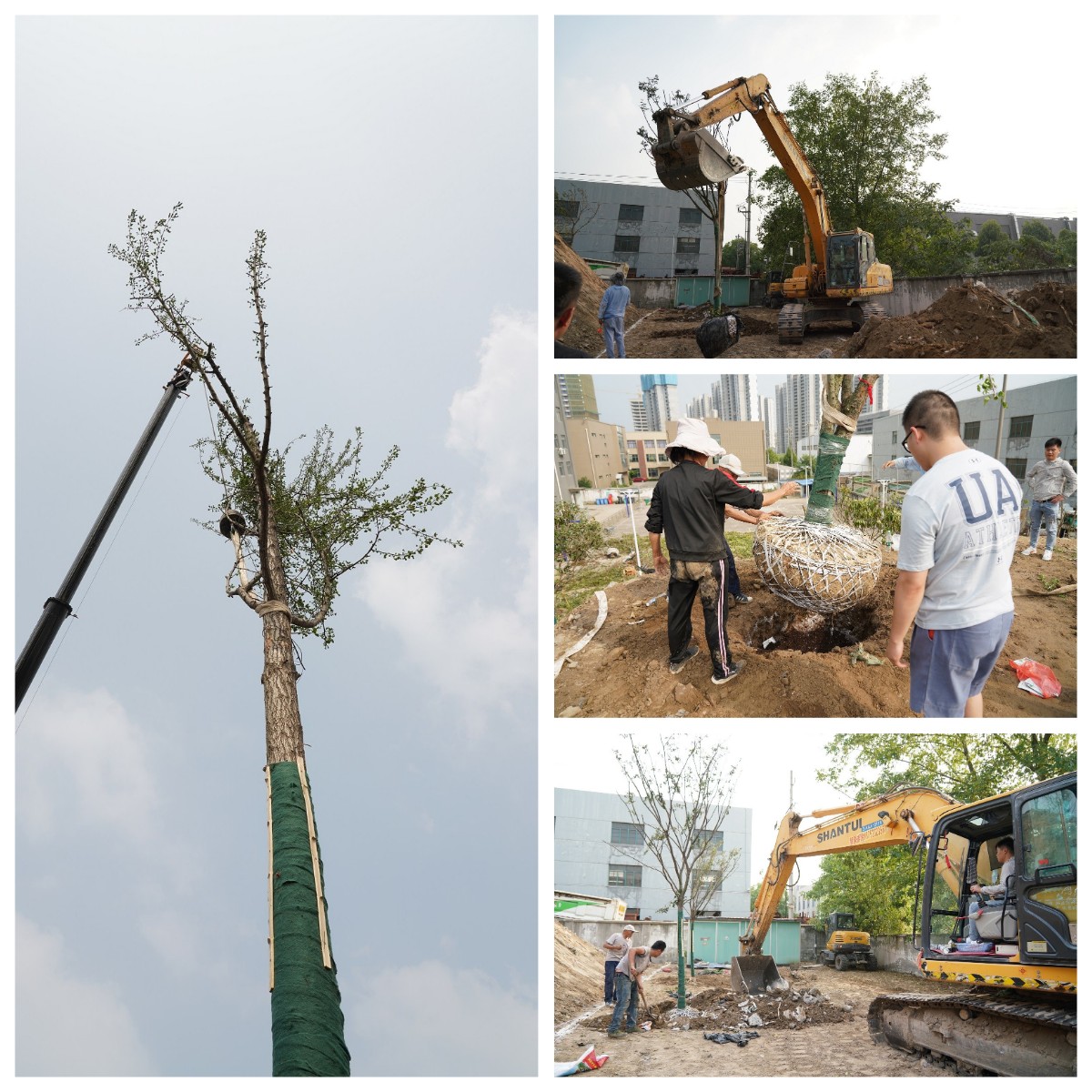 建设泰通家园 泰通科技举办树木栽植活动